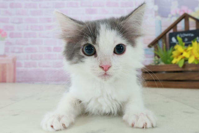 長崎県のノルウェージャンフォレストキャット (Coo&RIKU長崎浜町店/2025年9月26日生まれ/男の子/ブルータビーホワイト)の子猫の1枚目の画像