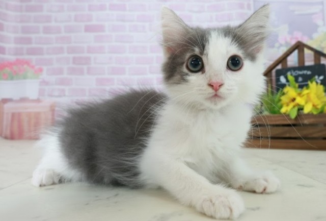 長崎県のノルウェージャンフォレストキャット (Coo&RIKU長崎浜町店/2025年9月26日生まれ/男の子/ブルータビーホワイト)の子猫の2枚目の画像