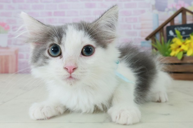 長崎県のノルウェージャンフォレストキャット (Coo&RIKU長崎浜町店/2025年9月26日生まれ/男の子/ブルータビーホワイト)の子猫の3枚目の画像