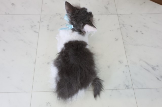 長崎県のノルウェージャンフォレストキャット (Coo&RIKU長崎浜町店/2025年9月26日生まれ/男の子/ブルータビーホワイト)の子猫の4枚目の画像