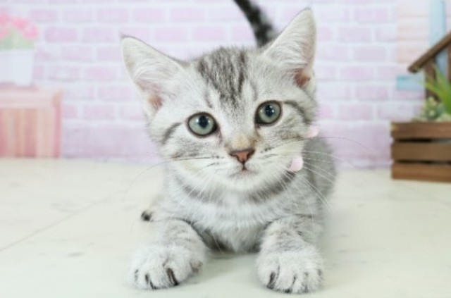 熊本県のマンチカン (Coo&RIKU熊本店/2025年10月18日生まれ/女の子/シルバータビー)の子猫の1枚目の画像