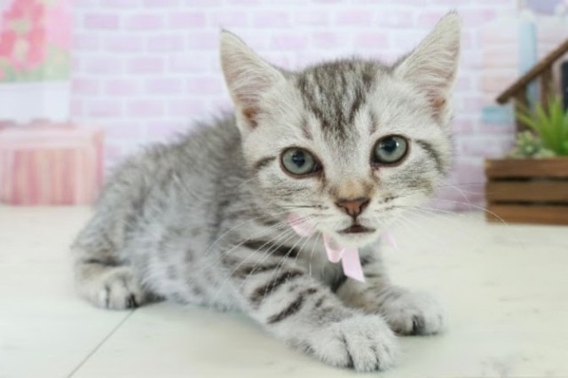 熊本県のマンチカン (Coo&RIKU熊本店/2025年10月18日生まれ/女の子/シルバータビー)の子猫の2枚目の画像