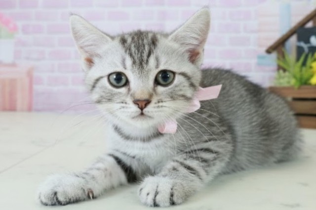 熊本県のマンチカン (Coo&RIKU熊本店/2025年10月18日生まれ/女の子/シルバータビー)の子猫の3枚目の画像