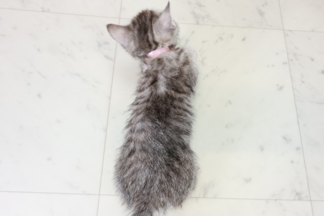 熊本県のマンチカン (Coo&RIKU熊本店/2025年10月18日生まれ/女の子/シルバータビー)の子猫の4枚目の画像