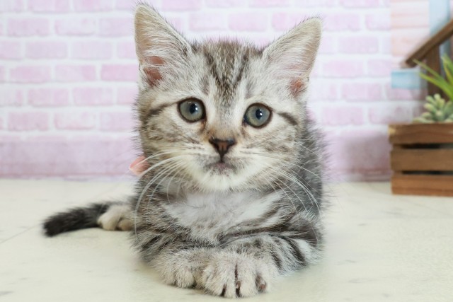 熊本県のマンチカン (Coo&RIKUイオンモール宇城店/2025年10月18日生まれ/女の子/シルバータビー)の子猫の1枚目の画像