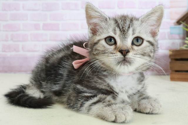 熊本県のマンチカン (Coo&RIKUイオンモール宇城店/2025年10月18日生まれ/女の子/シルバータビー)の子猫の2枚目の画像