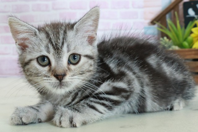 熊本県のマンチカン (Coo&RIKUイオンモール宇城店/2025年10月18日生まれ/女の子/シルバータビー)の子猫の3枚目の画像