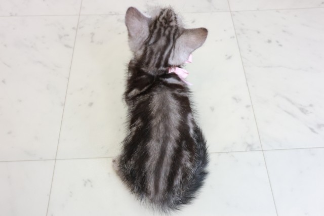 熊本県のマンチカン (Coo&RIKUイオンモール宇城店/2025年10月18日生まれ/女の子/シルバータビー)の子猫の4枚目の画像