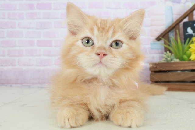 マンチカン（長足）