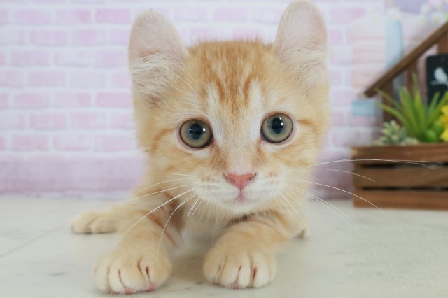 アメリカンカール