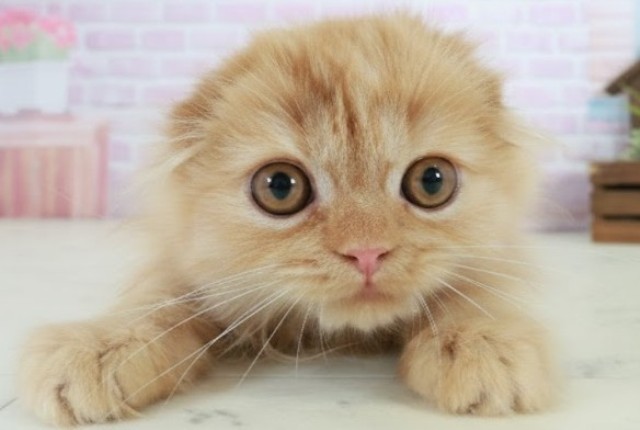 スコティッシュフォールド