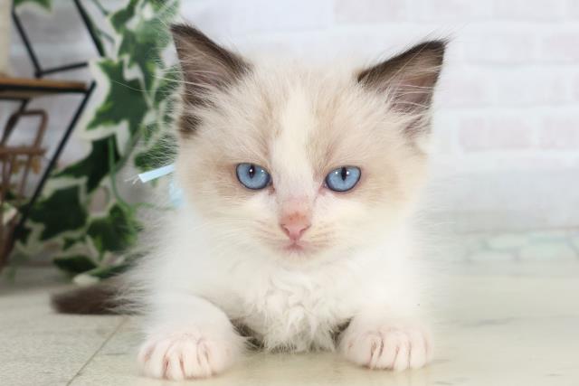 福岡県のラグドール (Coo&RIKU行橋店/2025年10月15日生まれ/男の子/シールポイントバイカラー)の子猫の1枚目の画像