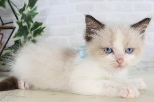 福岡県のラグドール (Coo&RIKU行橋店/2025年10月15日生まれ/男の子/シールポイントバイカラー)の子猫の2枚目の画像