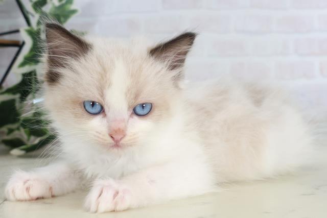 福岡県のラグドール (Coo&RIKU行橋店/2025年10月15日生まれ/男の子/シールポイントバイカラー)の子猫の3枚目の画像
