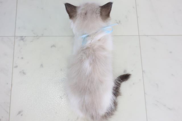 福岡県のラグドール (Coo&RIKU行橋店/2025年10月15日生まれ/男の子/シールポイントバイカラー)の子猫の4枚目の画像