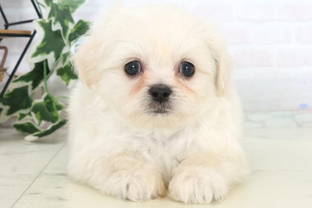 熊本県のペキプー(ペキニーズ×プードル) (Coo&RIKU宇土シティモール店/2025年10月22日生まれ/男の子/クリームホワイト)の子犬の1枚目の画像