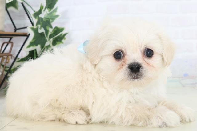熊本県のペキプー(ペキニーズ×プードル) (Coo&RIKU宇土シティモール店/2025年10月22日生まれ/男の子/クリームホワイト)の子犬の2枚目の画像