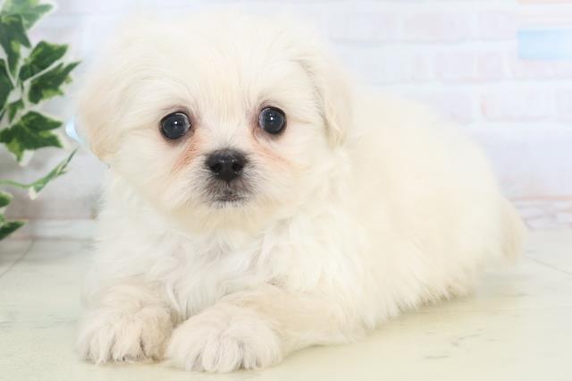 熊本県のペキプー(ペキニーズ×プードル) (Coo&RIKU宇土シティモール店/2025年10月22日生まれ/男の子/クリームホワイト)の子犬の3枚目の画像