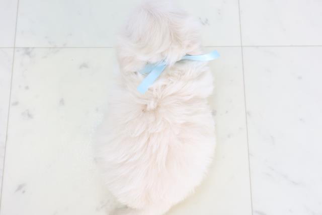 熊本県のペキプー(ペキニーズ×プードル) (Coo&RIKU宇土シティモール店/2025年10月22日生まれ/男の子/クリームホワイト)の子犬の4枚目の画像