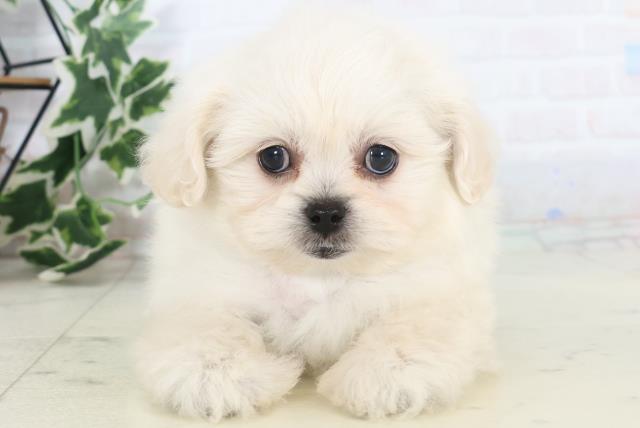 福岡県のペキプー(ペキニーズ×プードル) (Coo&RIKU行橋店/2025年10月22日生まれ/女の子/クリームホワイト)の子犬の1枚目の画像