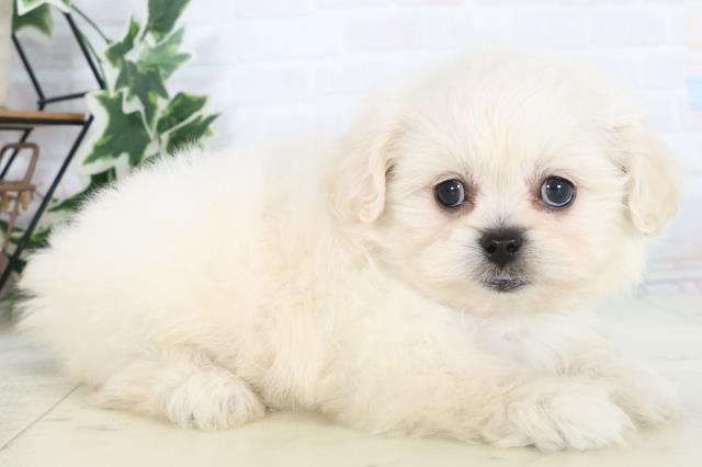 福岡県のペキプー(ペキニーズ×プードル) (Coo&RIKU行橋店/2025年10月22日生まれ/女の子/クリームホワイト)の子犬の2枚目の画像