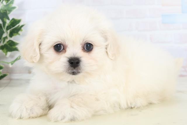 福岡県のペキプー(ペキニーズ×プードル) (Coo&RIKU行橋店/2025年10月22日生まれ/女の子/クリームホワイト)の子犬の3枚目の画像