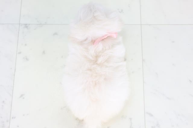 福岡県のペキプー(ペキニーズ×プードル) (Coo&RIKU行橋店/2025年10月22日生まれ/女の子/クリームホワイト)の子犬の4枚目の画像