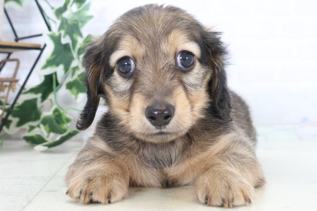 鹿児島県のミニチュアダックスフンド(ロング) (Coo&RIKU鹿児島店/2025年10月21日生まれ/男の子/シェーデットイエロー)の子犬の1枚目の画像