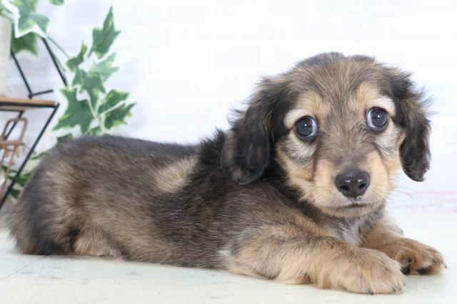 鹿児島県のミニチュアダックスフンド(ロング) (Coo&RIKU鹿児島店/2025年10月21日生まれ/男の子/シェーデットイエロー)の子犬の2枚目の画像