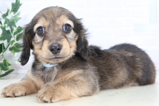 鹿児島県のミニチュアダックスフンド(ロング) (Coo&RIKU鹿児島店/2025年10月21日生まれ/男の子/シェーデットイエロー)の子犬の3枚目の画像