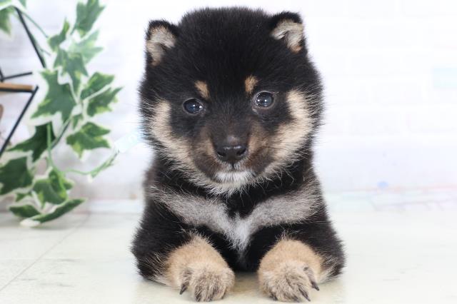 福岡県の豆柴 (Coo&RIKUフォレストシティ春日店/2025年10月21日生まれ/男の子/黒)の子犬の1枚目の画像