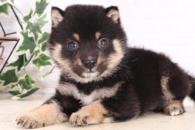 福岡県の豆柴 (Coo&RIKUフォレストシティ春日店/2025年10月21日生まれ/男の子/黒)の子犬の3枚目の画像