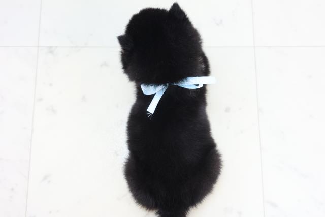 福岡県の豆柴 (Coo&RIKUフォレストシティ春日店/2025年10月21日生まれ/男の子/黒)の子犬の4枚目の画像