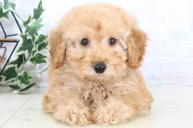福岡県のトイプードル(トイ) (Coo&RIKU福岡西店/2025年10月17日生まれ/男の子/オレンジフォーン)の子犬の1枚目の画像