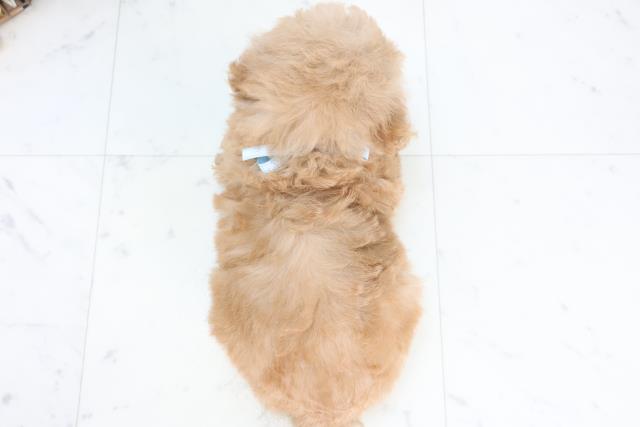 福岡県のトイプードル(トイ) (Coo&RIKU福岡西店/2025年10月17日生まれ/男の子/オレンジフォーン)の子犬の4枚目の画像