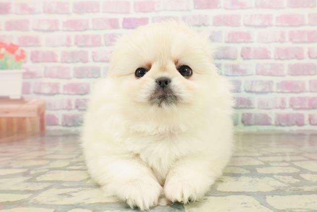 東京都のペキニーズ (Coo&RIKU池袋西口店/2025年10月19日生まれ/女の子/クリーム)の子犬の1枚目の画像