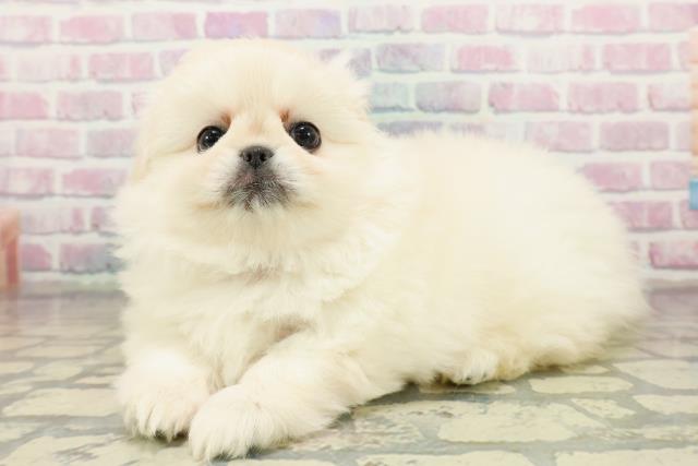 東京都のペキニーズ (Coo&RIKU池袋西口店/2025年10月19日生まれ/女の子/クリーム)の子犬の2枚目の画像