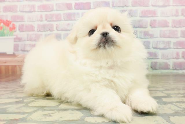 東京都のペキニーズ (Coo&RIKU池袋西口店/2025年10月19日生まれ/女の子/クリーム)の子犬の3枚目の画像