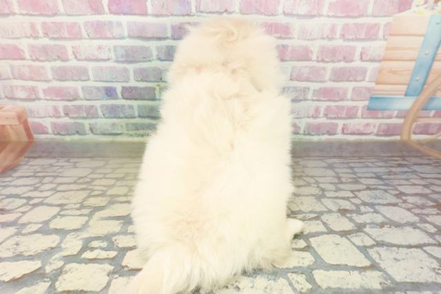 東京都のペキニーズ (Coo&RIKU池袋西口店/2025年10月19日生まれ/女の子/クリーム)の子犬の4枚目の画像