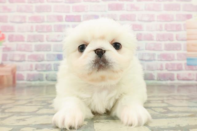 東京都のペキニーズ (Coo&RIKU秋葉原店/2025年10月19日生まれ/男の子/ホワイト)の子犬の1枚目の画像