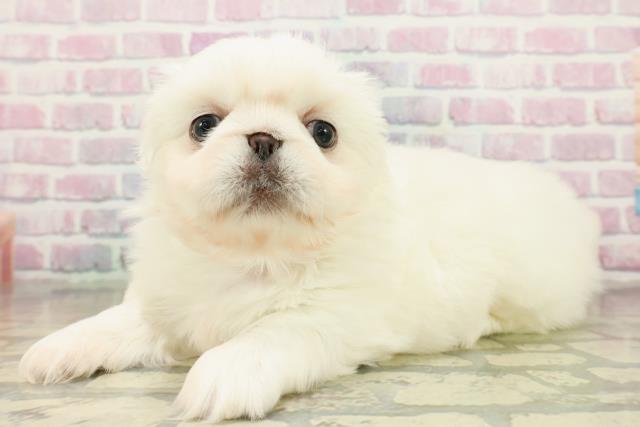 東京都のペキニーズ (Coo&RIKU秋葉原店/2025年10月19日生まれ/男の子/ホワイト)の子犬の2枚目の画像