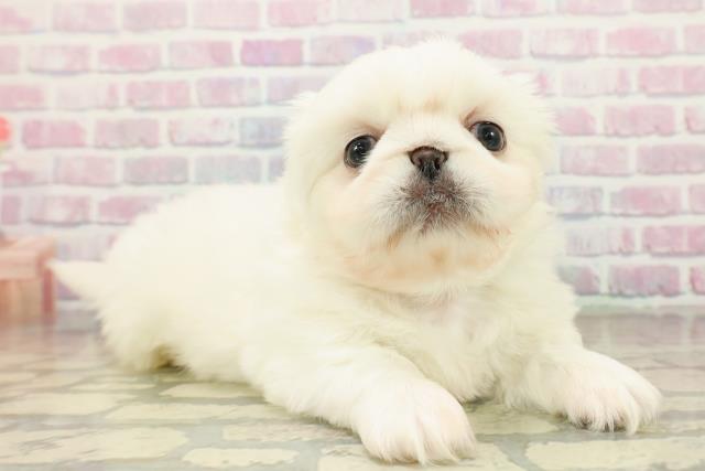 東京都のペキニーズ (Coo&RIKU秋葉原店/2025年10月19日生まれ/男の子/ホワイト)の子犬の3枚目の画像