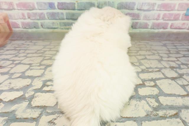 東京都のペキニーズ (Coo&RIKU秋葉原店/2025年10月19日生まれ/男の子/ホワイト)の子犬の4枚目の画像