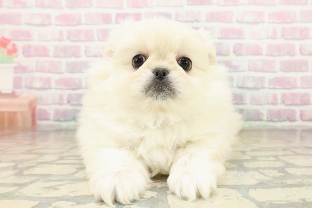 東京都のペキニーズ (Coo&RIKU自由が丘店/2025年10月19日生まれ/男の子/クリーム)の子犬の1枚目の画像