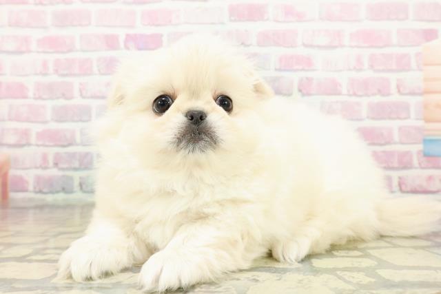 東京都のペキニーズ (Coo&RIKU自由が丘店/2025年10月19日生まれ/男の子/クリーム)の子犬の2枚目の画像