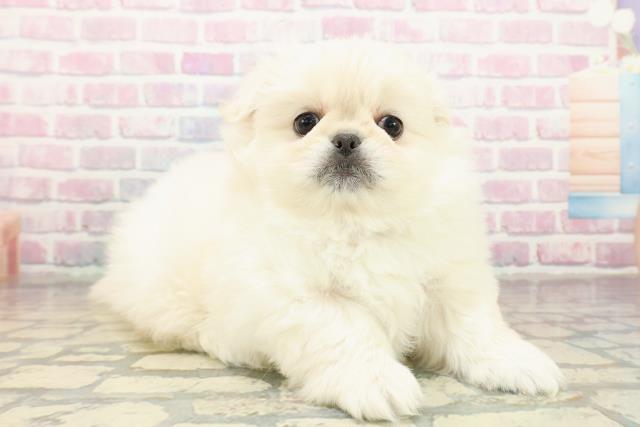 東京都のペキニーズ (Coo&RIKU自由が丘店/2025年10月19日生まれ/男の子/クリーム)の子犬の3枚目の画像