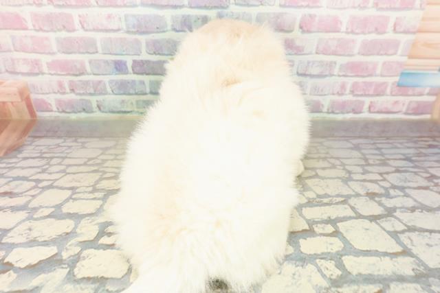 東京都のペキニーズ (Coo&RIKU自由が丘店/2025年10月19日生まれ/男の子/クリーム)の子犬の4枚目の画像