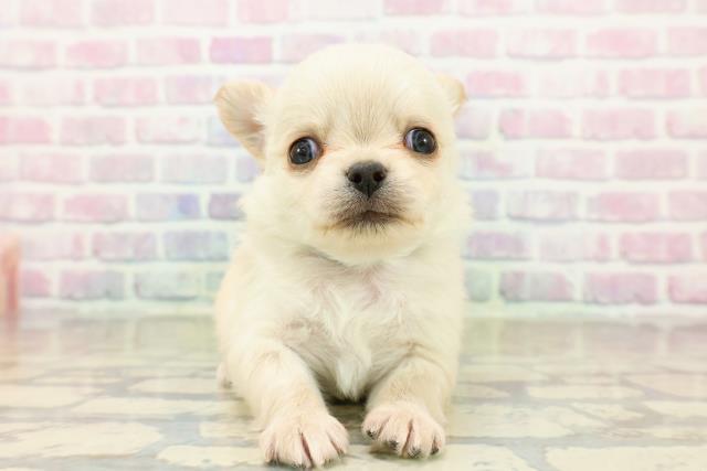 東京都のチワワ(ロング) (Coo&RIKU浅草店/2025年10月20日生まれ/男の子/クリーム)の子犬の1枚目の画像