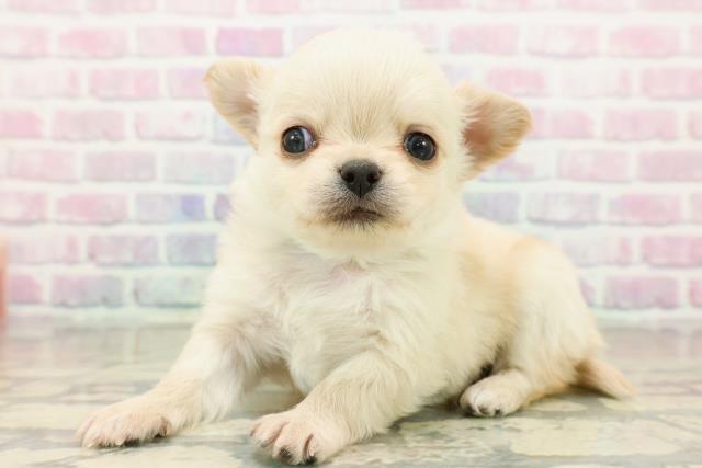 東京都のチワワ(ロング) (Coo&RIKU浅草店/2025年10月20日生まれ/男の子/クリーム)の子犬の2枚目の画像