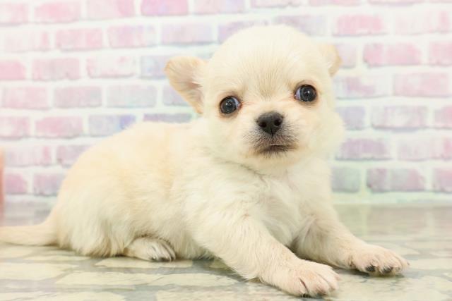 東京都のチワワ(ロング) (Coo&RIKU浅草店/2025年10月20日生まれ/男の子/クリーム)の子犬の3枚目の画像